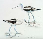 american-avocets