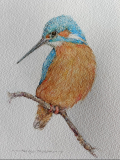 kingfisher