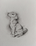 squidge-the-puppy-graphite